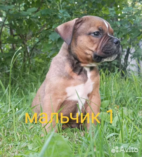 Щенки американского булли