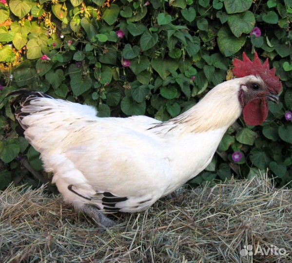 Леггорн.окрас 