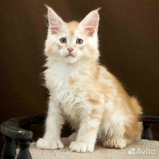 Мейн-кун полидакт 66/66