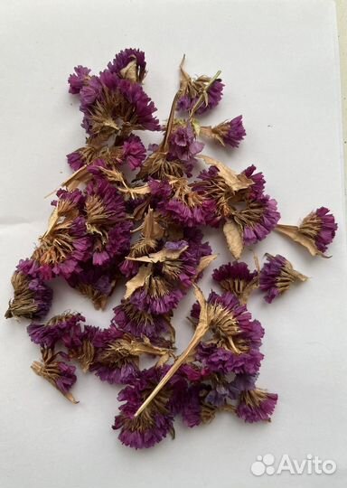 Статица сухоцветы для творчества