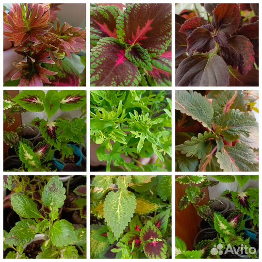 Колеусы вегетативные сортовые