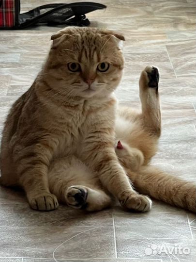 Вязка кот золотая шиншилла