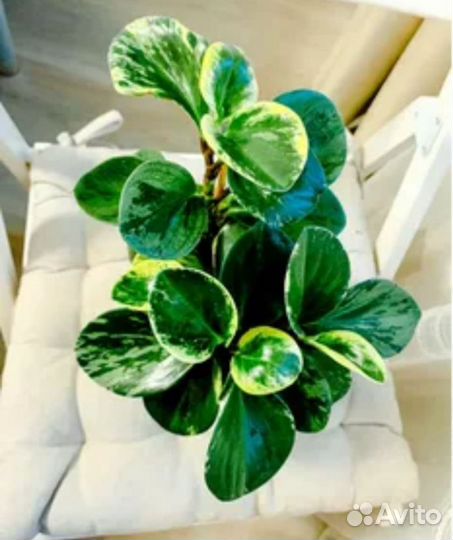 Пеперомия туполистная вариегатная