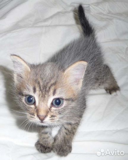 Сибирские котята в добрые руки