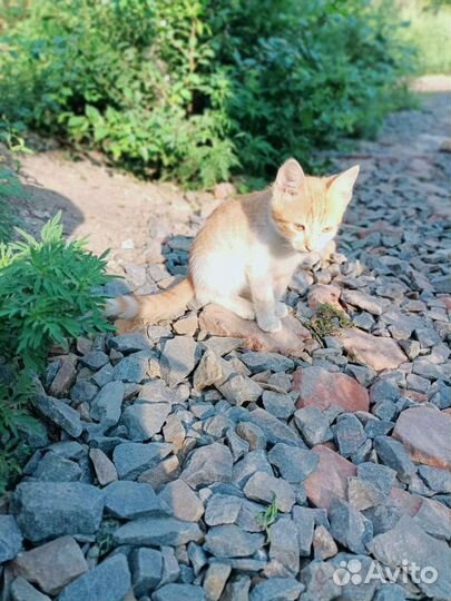 Два мальчика-рыжика