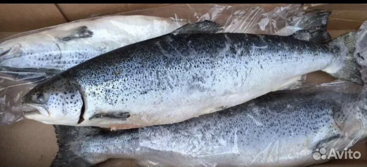 Семга (лосось )свежемороженая