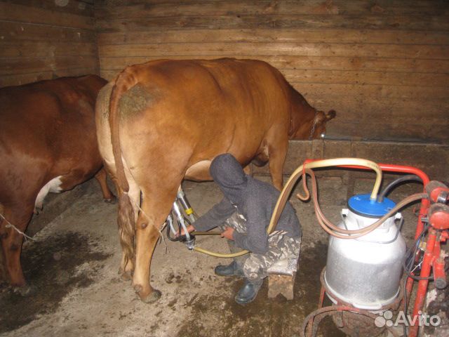 Доярка-дояр