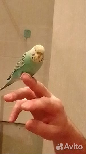 Птенцы Чехи Волнистый попугай