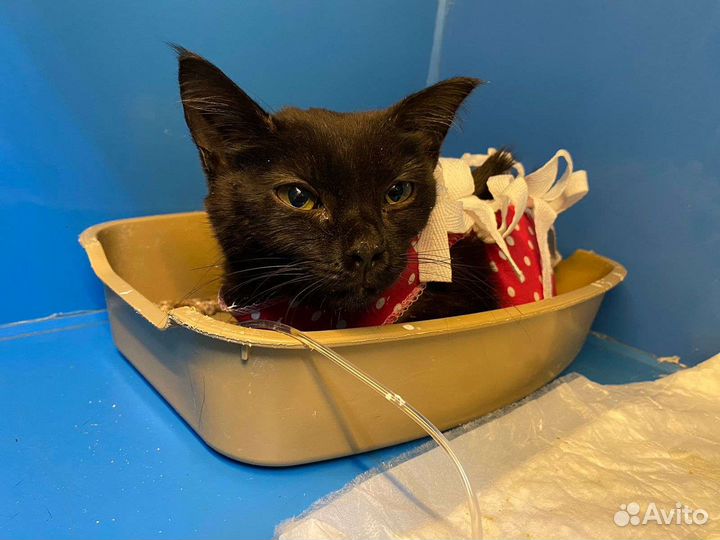 Котенок черный ищет дом