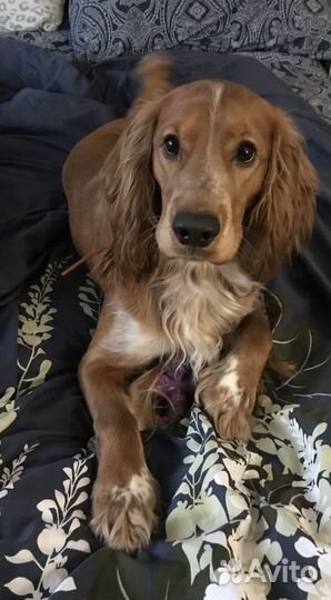 Вязка кобель