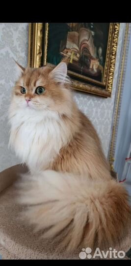 Британский кот вязка