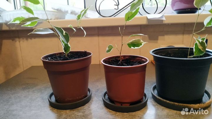 Фикус бенджамина. Укорененные отростки