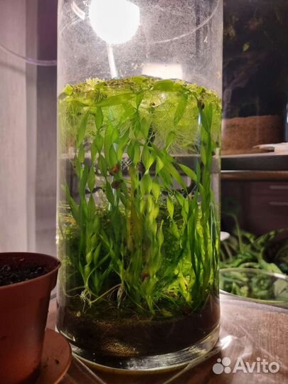 Новая прополка Аквариумные растения