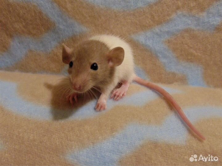 Крысята, Крыски - дамбоушки, микки - маусы, клетки