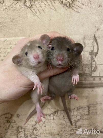 Ручные Крысята дамбо.Много окрасов
