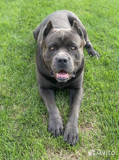 Кане Корсо вязка