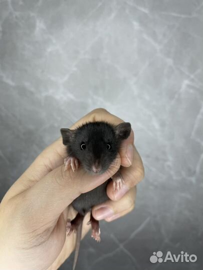 Крысята дамбо с доставкой