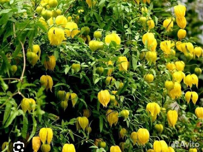 Клематис княжик