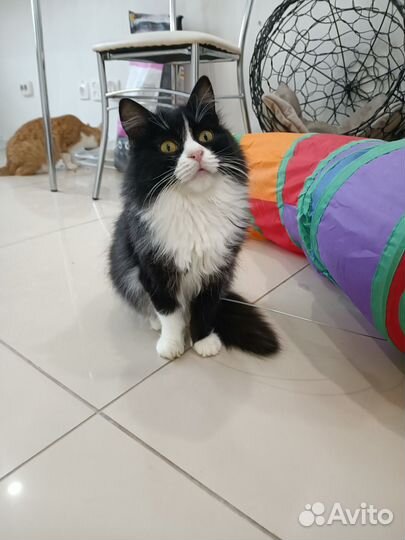Кошки 