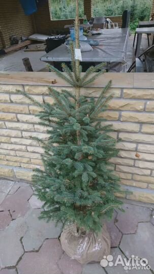 Ель голубая Глаука Мисти Блю деревья