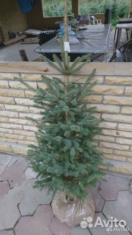 Ель голубая Глаука Мисти Блю деревья