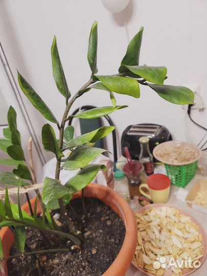 Замиокулькас