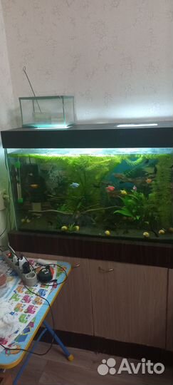Продам аквариум с рыбками
