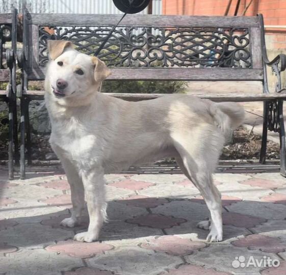 Передержка кошек и собак