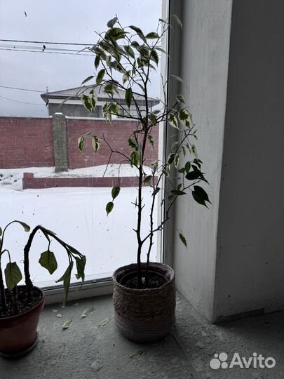 Фикус бенджамина