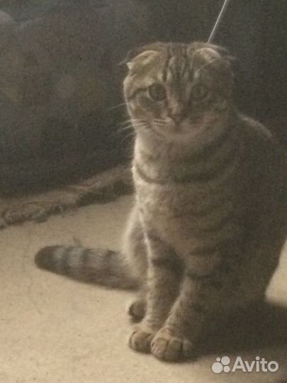 Вислоухий кот