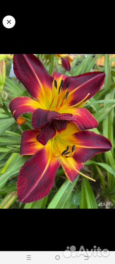 Лилейники сортовые