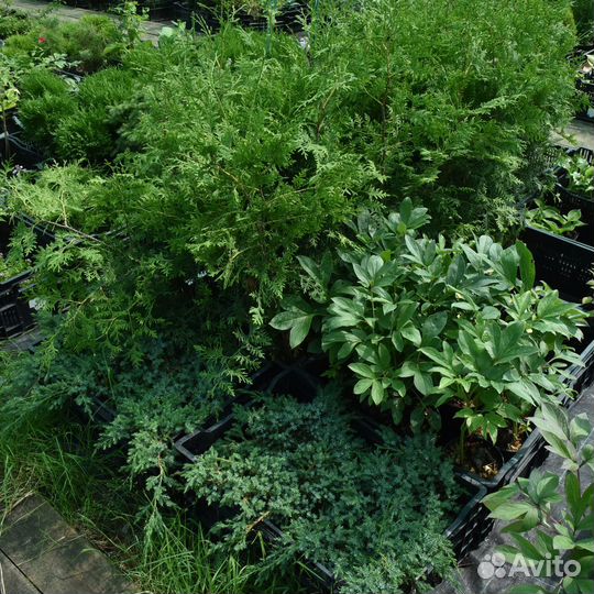 Саженцы хвойных в горшках с зкс