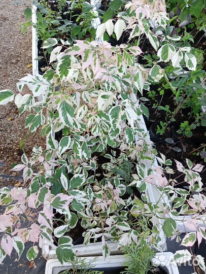 Саженцы клён фламинго,вишня войлочная, миндаль,ива