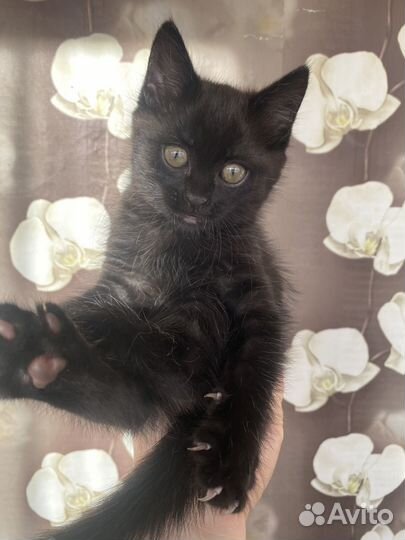 Котенок в добрые руки