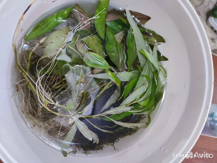 Растение для аквариума