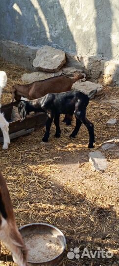 Нубийские козы