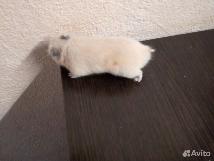 Сирийский хомяк