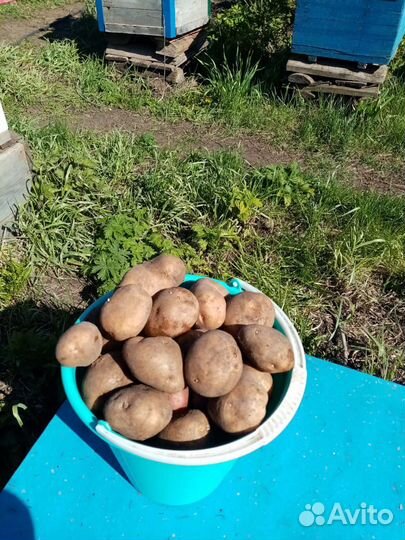 Продам картофель семенной оптом