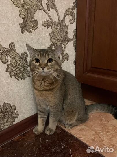 Шотландский кот