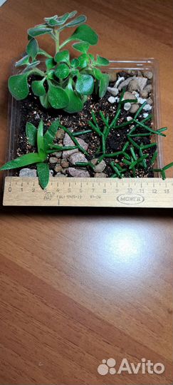 Мини садик суккуленов