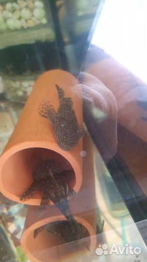 Анциструсы, меченосцы, гуппи, креветки, Аквариумы