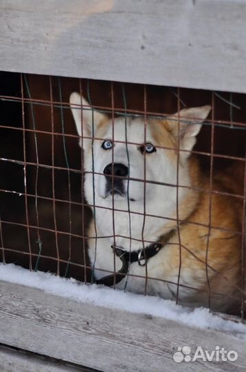 Старый пёс на доживание
