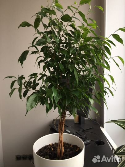 Фикус бенджамина плетеный