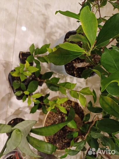 Фикус микрокарпа бонсай и 8 других цветов