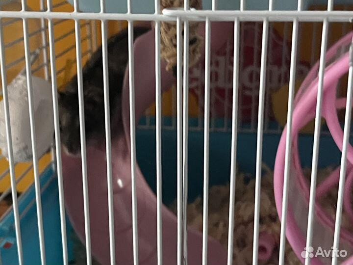 Хомяк с клеткой