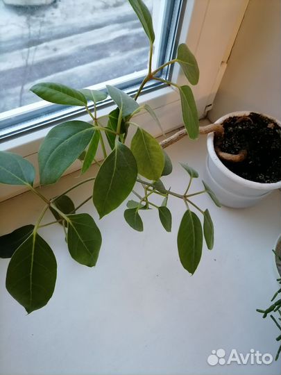 Шефлера Амате