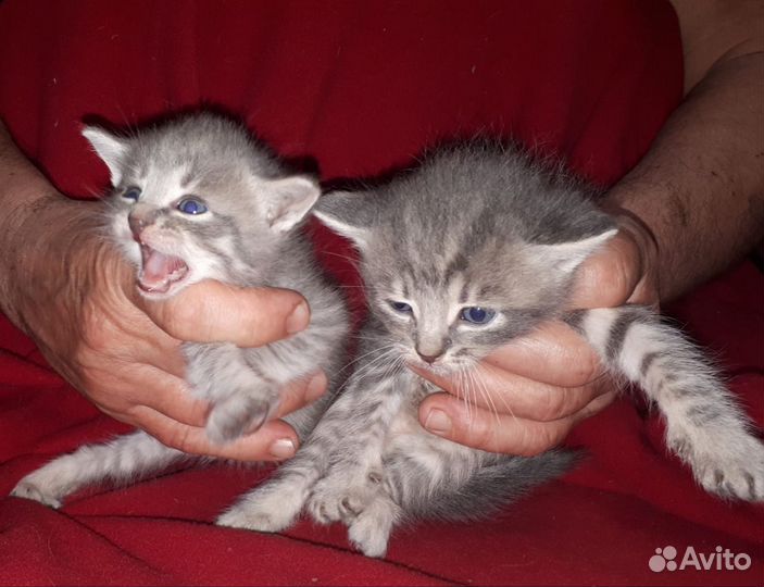 Красивые котята