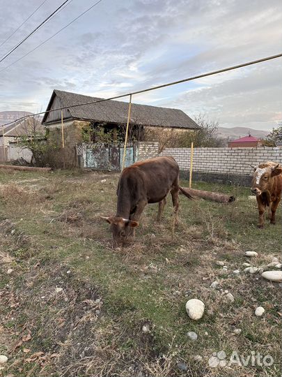 Бычки и телки