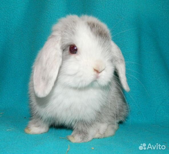 Декоративные кролики