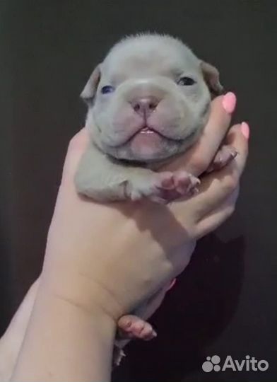 Американские булли